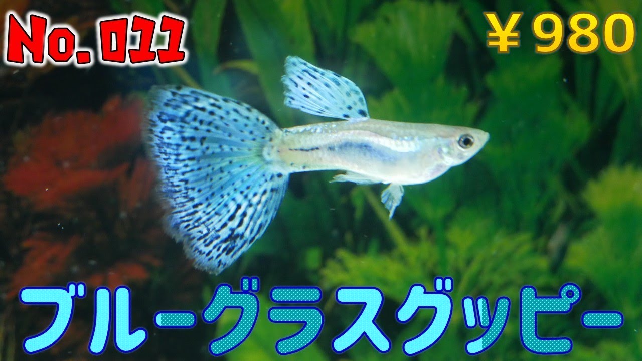 【生体紹介】No.011ブルーグラスグッピー【ふぶきテトラ】