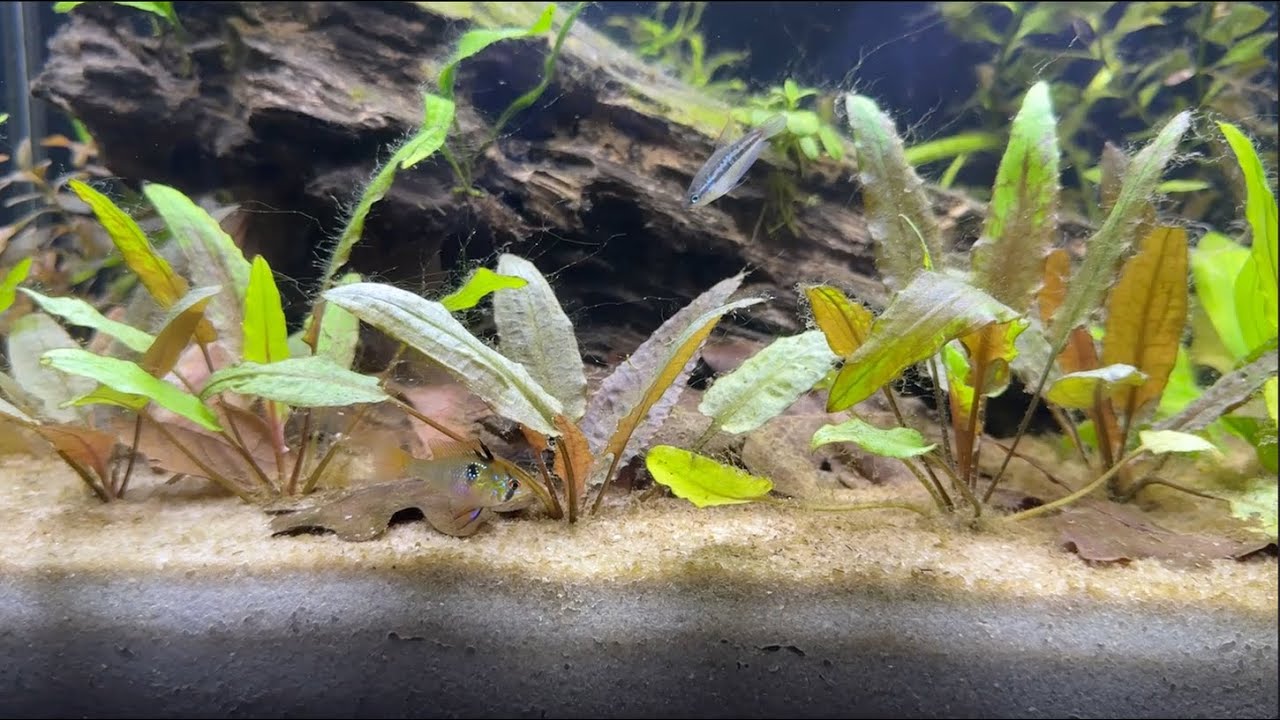 Ram Cichlid Aquarium Setup - First 7 Weeks Progress | 84L Planted Father Fish Tank #communitytank