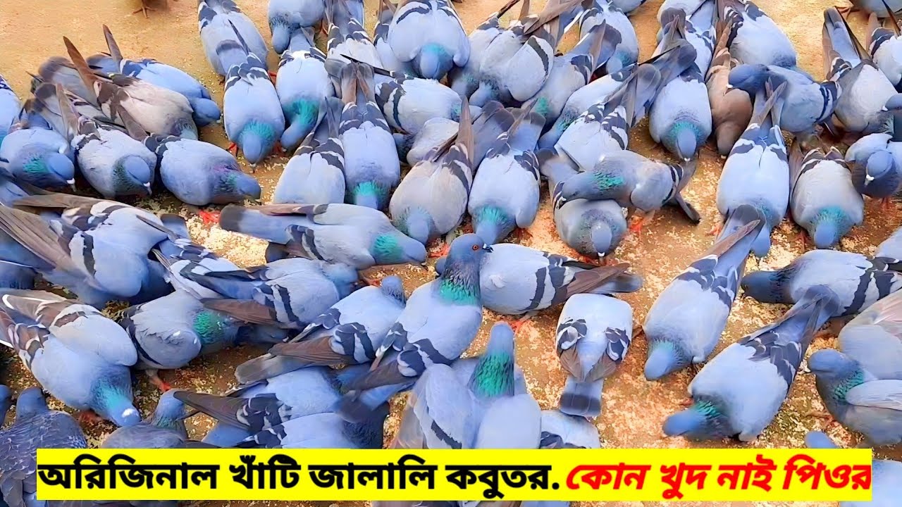 জালালি কবুতর। অরজিনাল জালালি কবুতর দেখুন। Jalali Kobutor |কবুতর পালন | jalali pigeon | অরিজিনাল বুনো