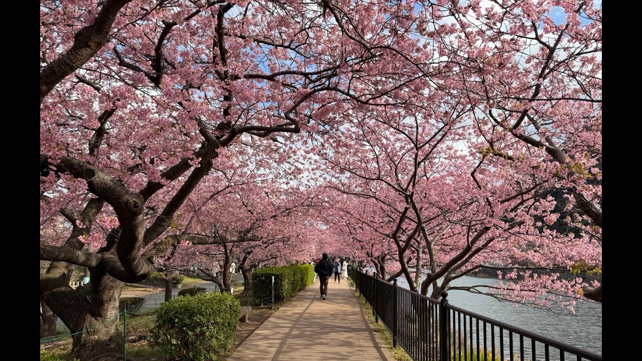 🌸 [4K] Kawazu Sakura Cherry Blossoms Japan - Full Bloom Walking Video