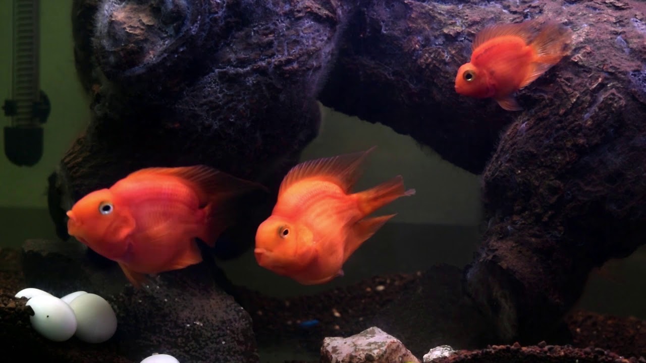 Parrot fish hatch and Protect eggs