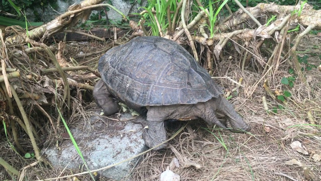 亚洲巨龟Asian Pond Turtle