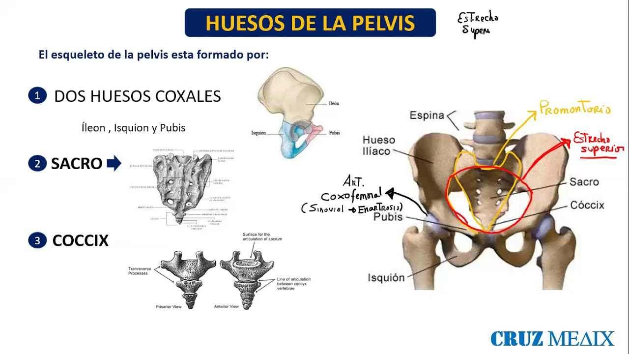 ANATOMIA: Pelvis ,sus tipos - NUTACION