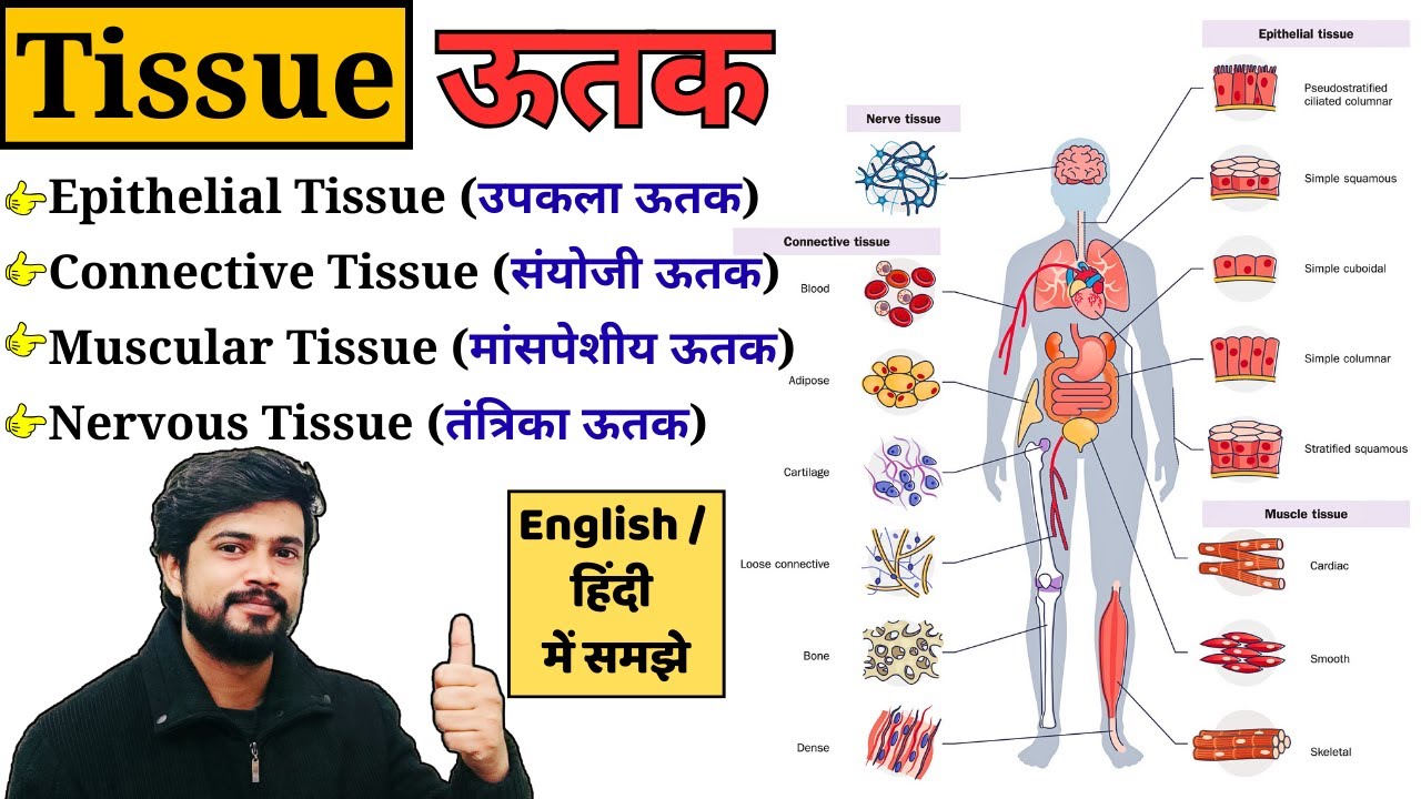 Tissue Anatomy and Physiology in Hindi | Types of Tissue - Epithelial, Muscular, Connective, Nervous