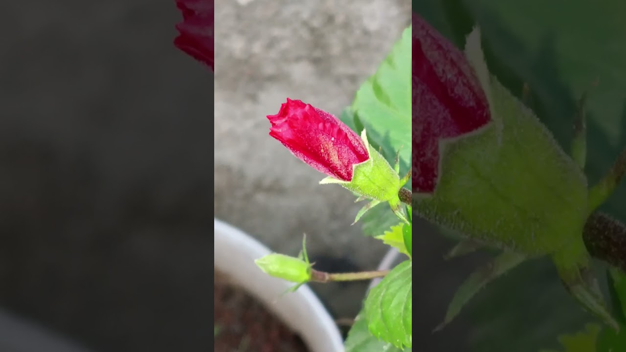 A very beautiful flower plant from my home garden 🏡🌹 #shorts #shahidabano #homegarden #gardening 