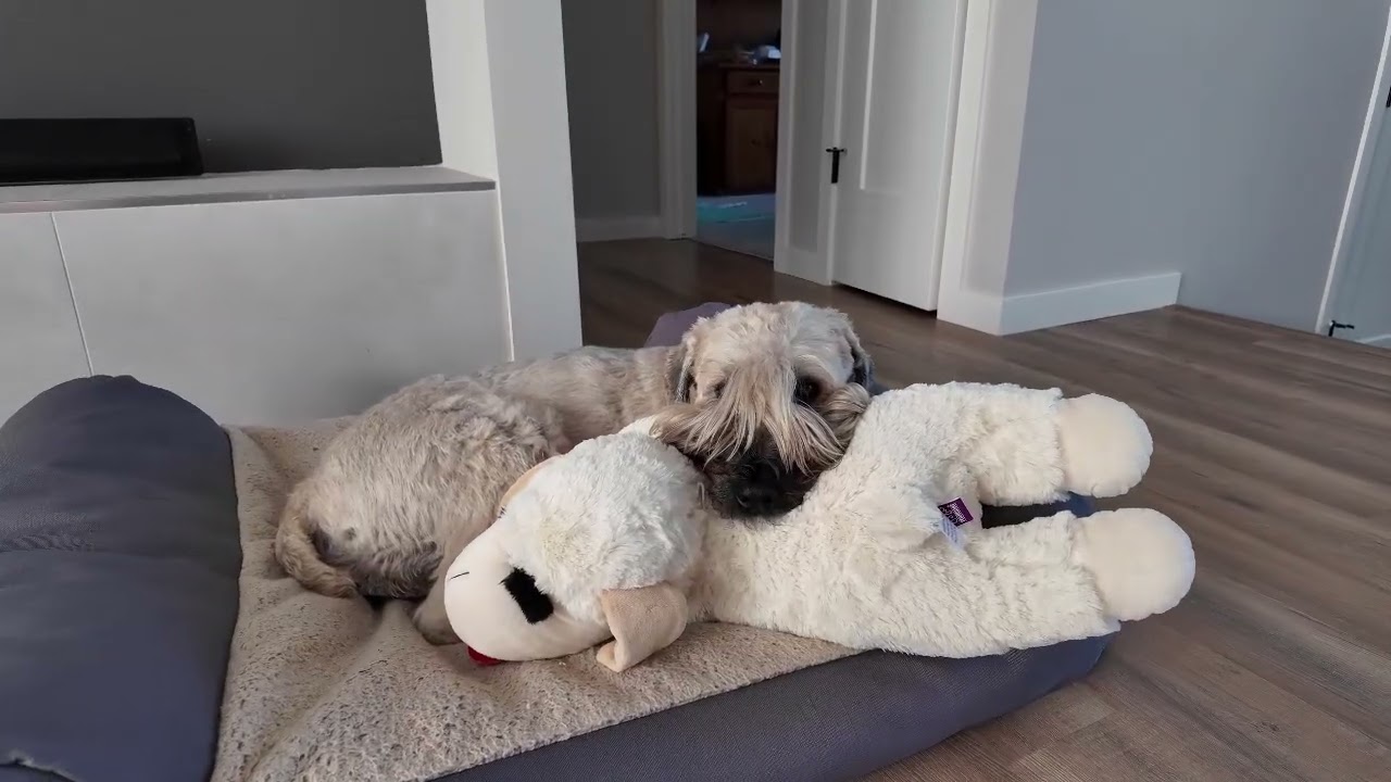 Игрушка для собак Lambchop идеально подойдет для вашей собаки!
