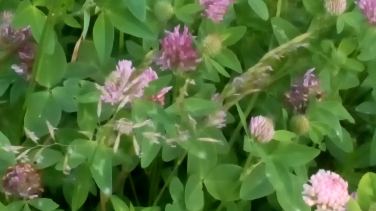 VID 20160615 174843