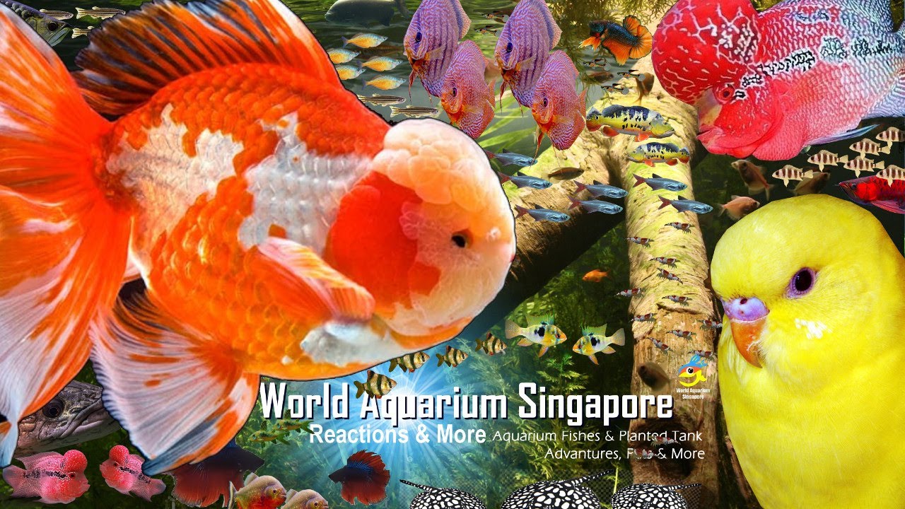 Goldfish Paradise Serangoon North Rainbow Aquarium Tour & Pet Walk Serangoon Tour Part2