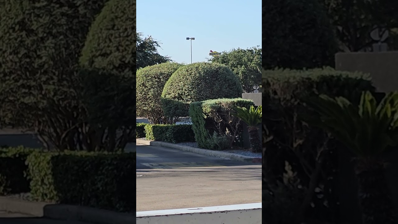 Hermosos arbustos!!!arte topiario #love #jardin #topiary #landscaping #arbustos