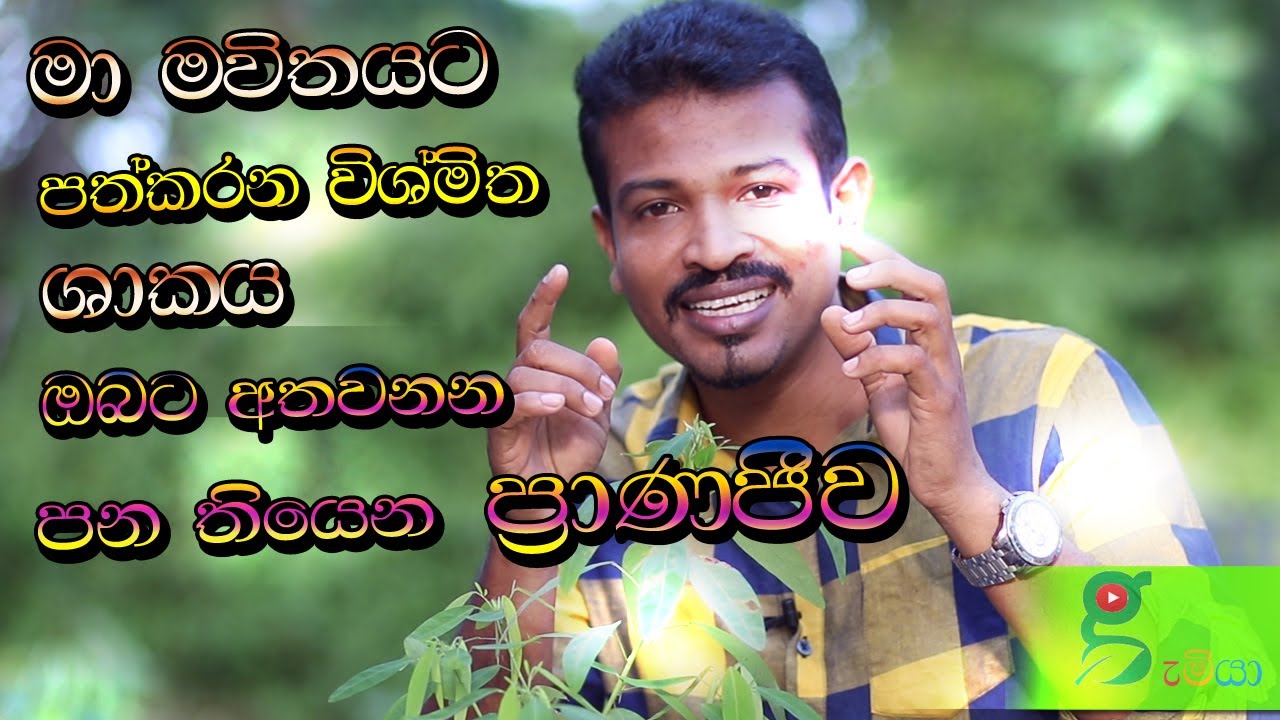 100 මැරෙන්න යන කෙනෙක්ගෙ පණ දික් කරන පුදුම පැලයක් dancing plant ප්‍රාණජීව