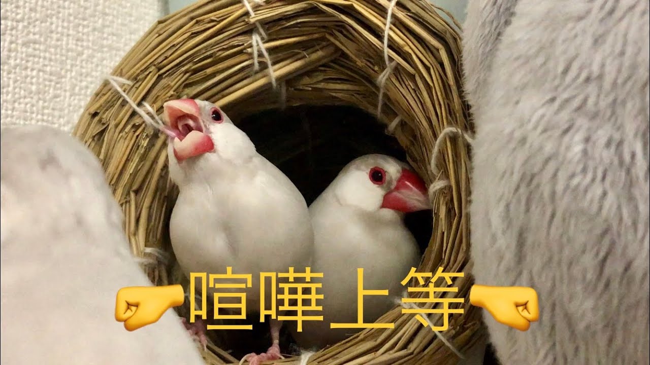 【シルバー文鳥】巣作りレッスン？ Lesson in birdhouse Java sparrow