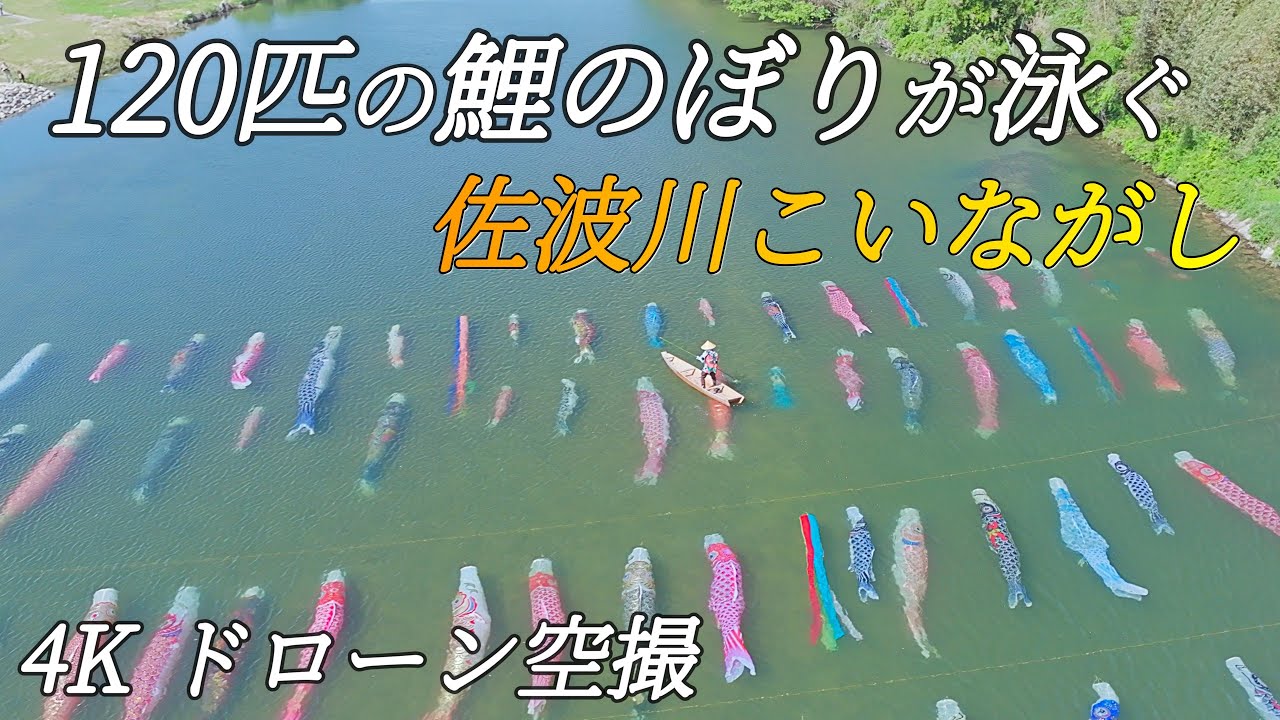 【期間限定】佐波川こいながし 山口県防府市 / 4K Drone Aerial Video of Saba river Koinagashi in Hofu City, Yamaguchi