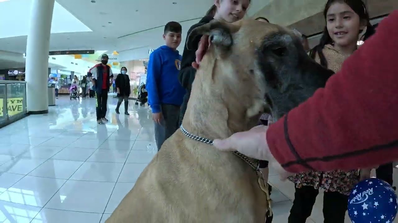 Cash 2.0 Great Dane visits an indoor shopping mall 42