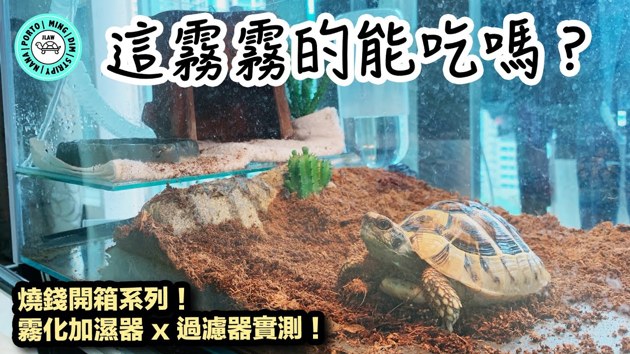 烏龜🐢看到霧化加濕器 x 過濾器的反應是...🤦🏻‍♀️ 手下留情啊｜【小龜成長日記】