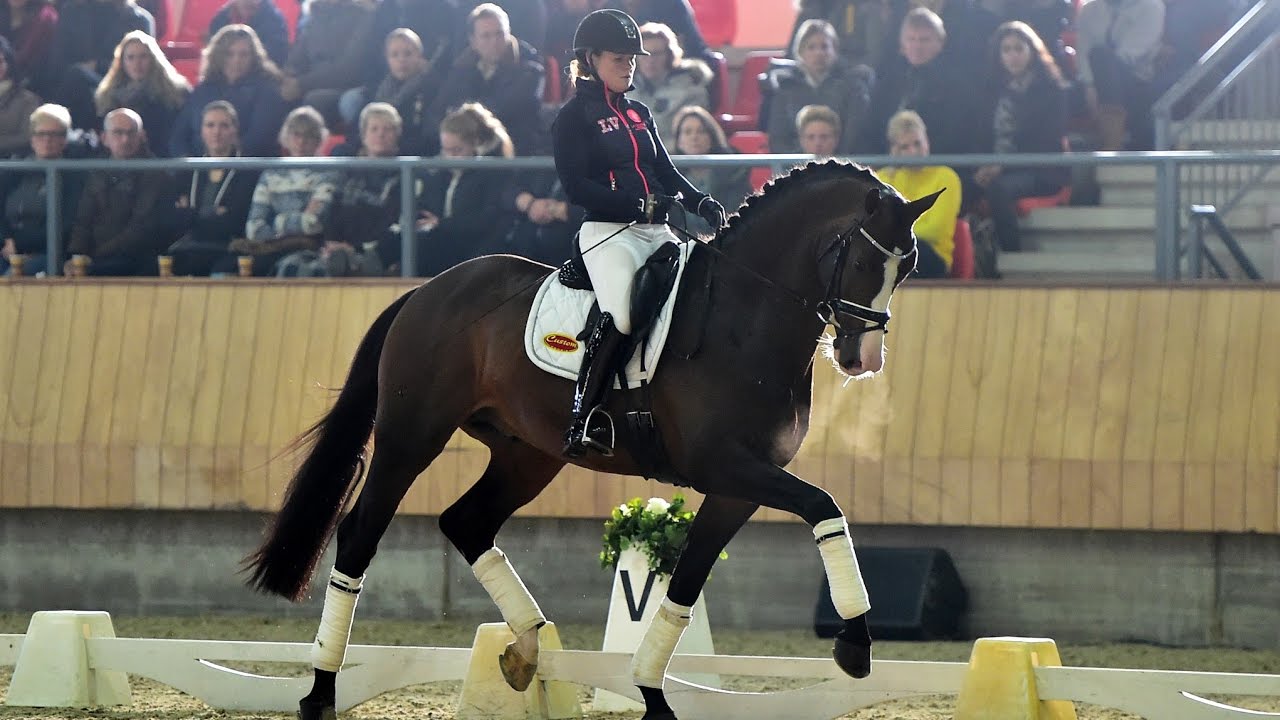 Sfeerimpressie KNHS-trainersseminar 2017 dressuur