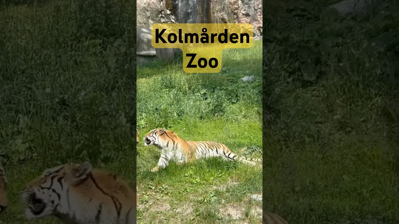 Kolm&aring;rden zoo Safari tour #kolm&aring;rden #zoo #cablecarride
