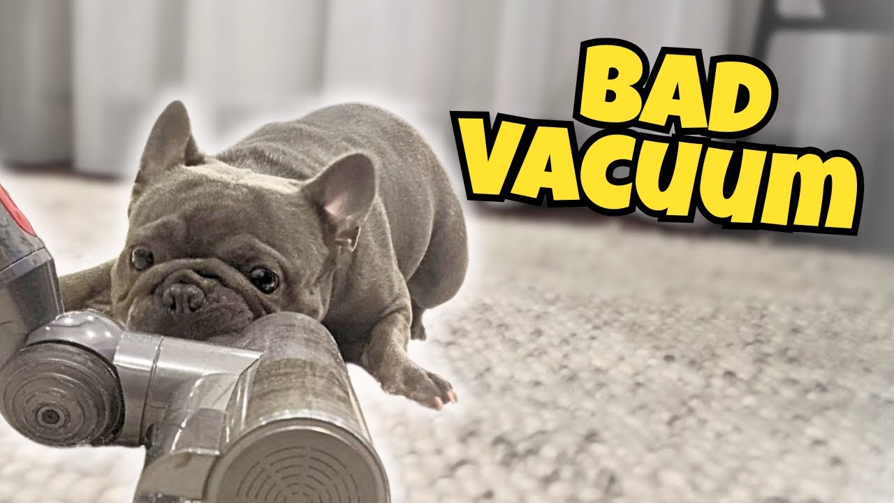 Дело BAD Vacuum против Frenchie