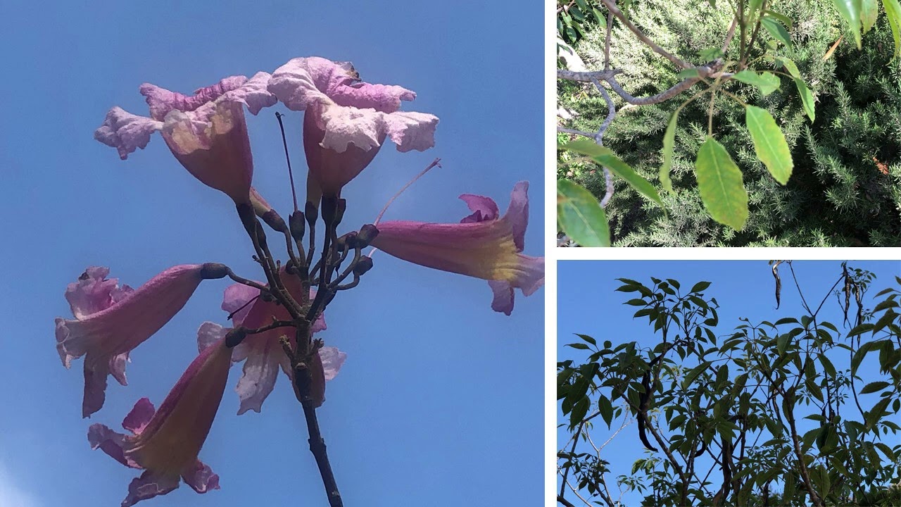 World Trees Tour - Pau d'Arco (Tabebuia impetiginosa)