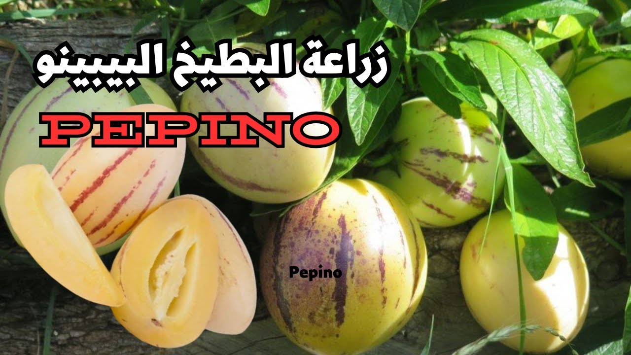 زراعة فاكهة البيبينو علي السطح والتربة والري عند الزراعة - Growing pepino fruit on the roof