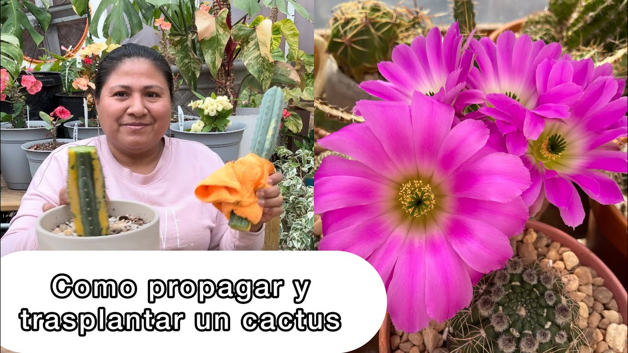 APRENDE A PROPAGAR CACTUS Y TRASPLANTE PARA TENER MÁS FLORES