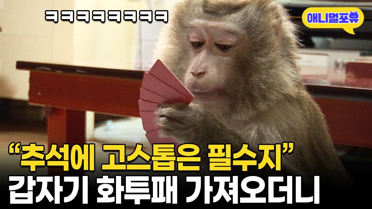 사람보다 똑똑한 레전드 천재 원숭이, 갑자기 화투 가져오더니  I KBS 생생정보 100805 방송