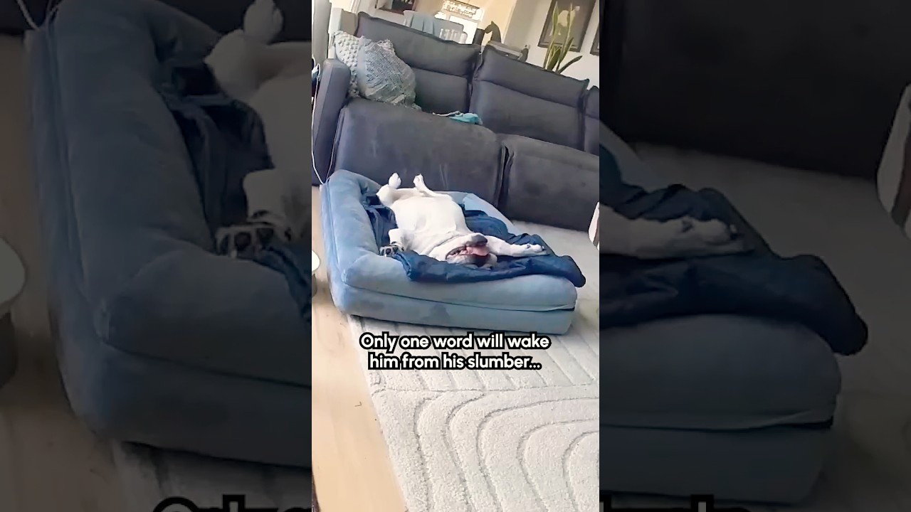 Adorable Dog Wakes Up After Hearing Favorite Word 