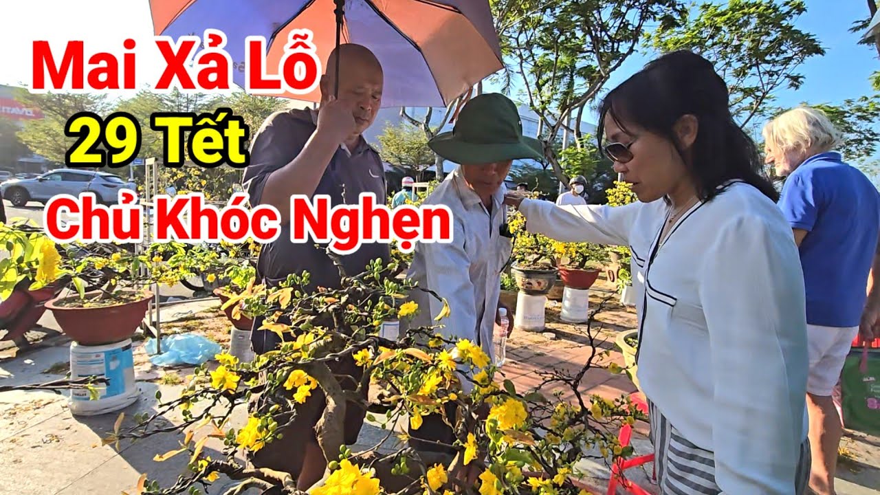 29 Tết Đà Nẵng: Mai Bonsai Xả Lỗ, Chủ Vườn Rơi Nước Mắt