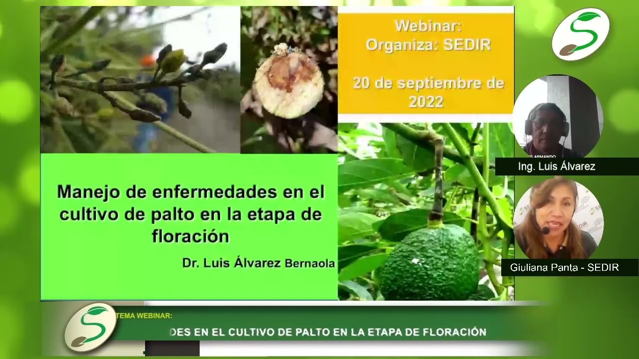 SEDIR: Manejo de enfermedades en el Palto en la etapa de floración