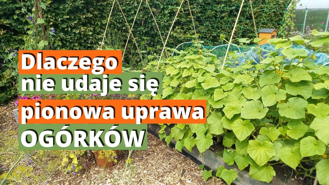 Og&oacute;rki pionowo. Dlaczego og&oacute;rki w uprawie pionowej nie udają się? Co robię źle?