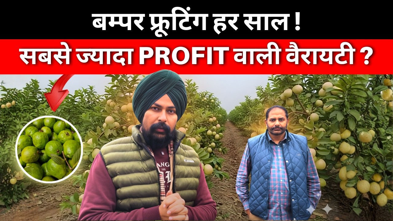 इस अमरूद की पैदावार पर कोई भरोसा नहीं करेगा! | This New Guava Variety Is a Game Changer