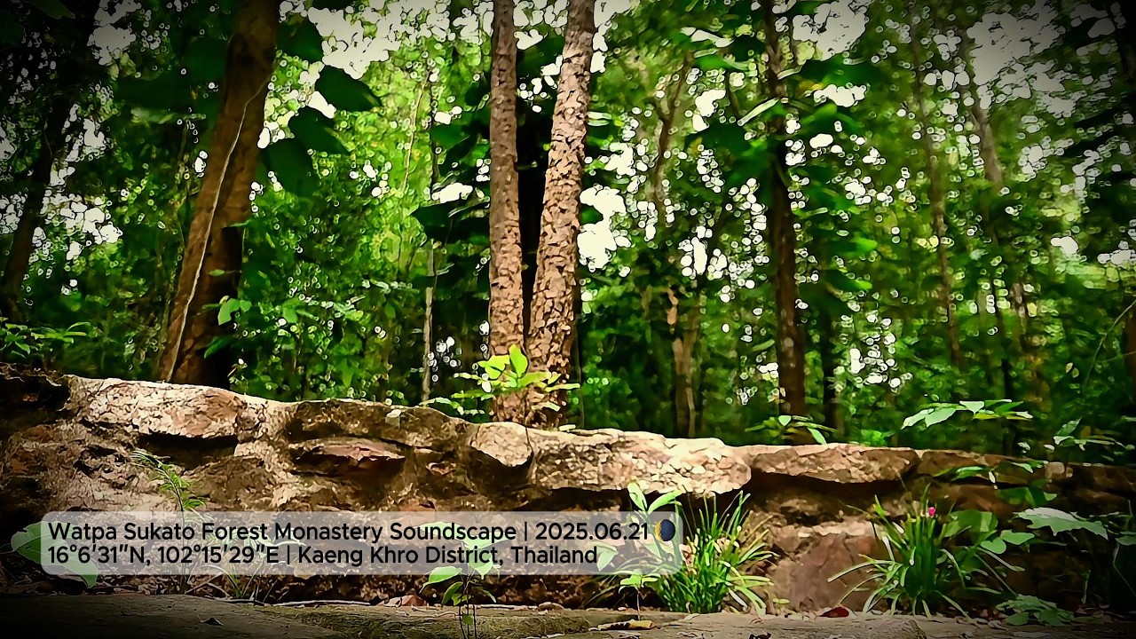Watpa Sukato Forest Monastery Soundscape | 2025.06.21 🌘 | Kaeng Khro District, Thailand