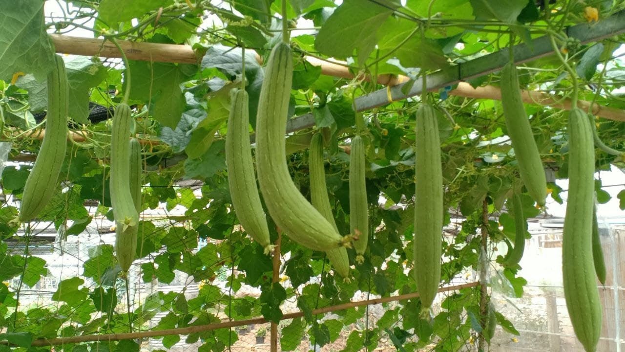 (Luffa) How To Grow Ridge Gourd from Seed at Home / Seeds to Harvest / Easy for beginners