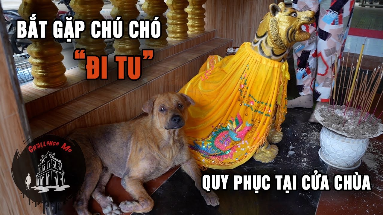 Lý do không ai dám lại gần ngôi mộ heo 5 móng trong chùa Dơi - Sóc Trăng