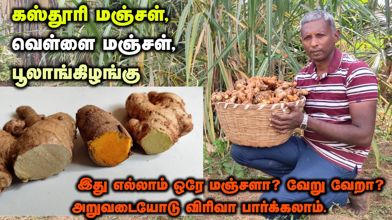கஸ்தூரி மஞ்சள், வெள்ளை மஞ்சள், பூலாங்கிழங்கு இது எல்லாம் ஒரே மஞ்சளா?. அறுவடையோடு விரிவா பார்க்கலாம்.