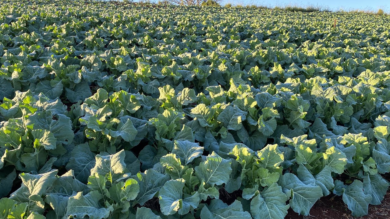 Umas das melhores variedades que existem, para minha região ! . Couve flor e brócolis