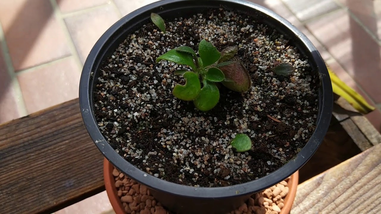 Cephalotus Follicularis vermehren + Karnivoren Sortiment erweitern | Planticore
