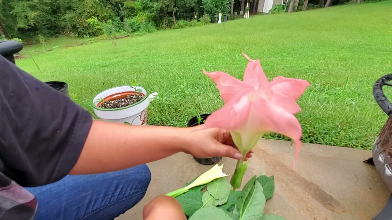 Simple way to propagate more Angel's trumpet.