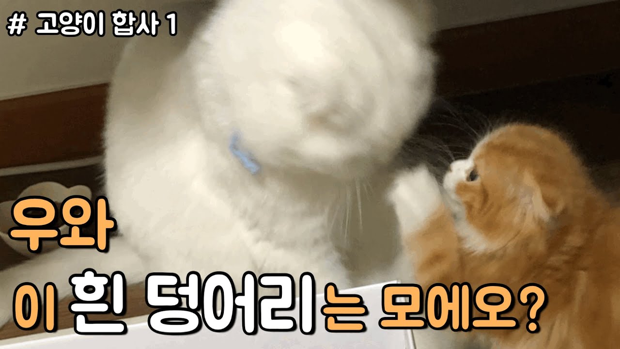 고양이 합사 1편 : 무지와 막지의 숨막히는 첫 만남 !!!!!!