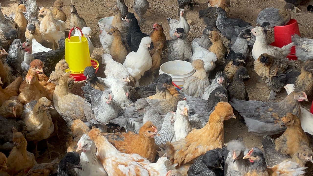 Por que todas mis gallinas NO ponen huevo el mismo tiempo 