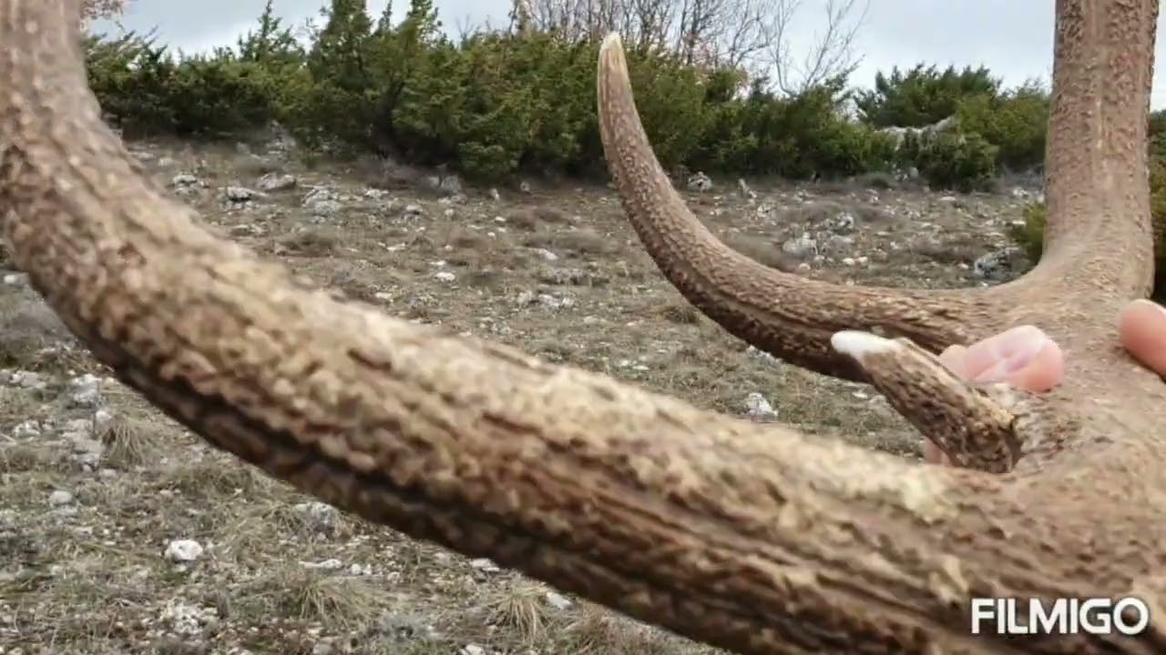 Palchi di cervo giornate memorabili
