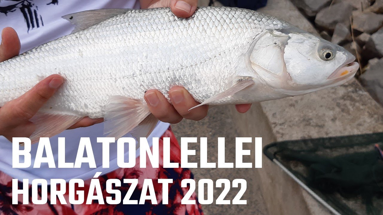 Balatonlellei horgászat | Balin és süllő pergetés