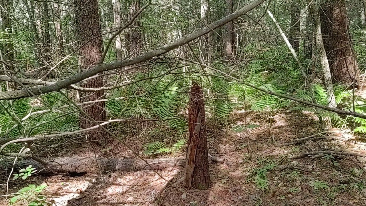 Diversity in Nature!