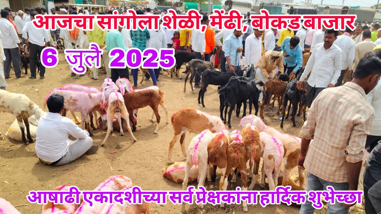 आजचा सांगोला शेळी मेंढी बाजार 6 जुलै 2025 #sangola_bazar #शेळीबाजार #मेंढीपालन