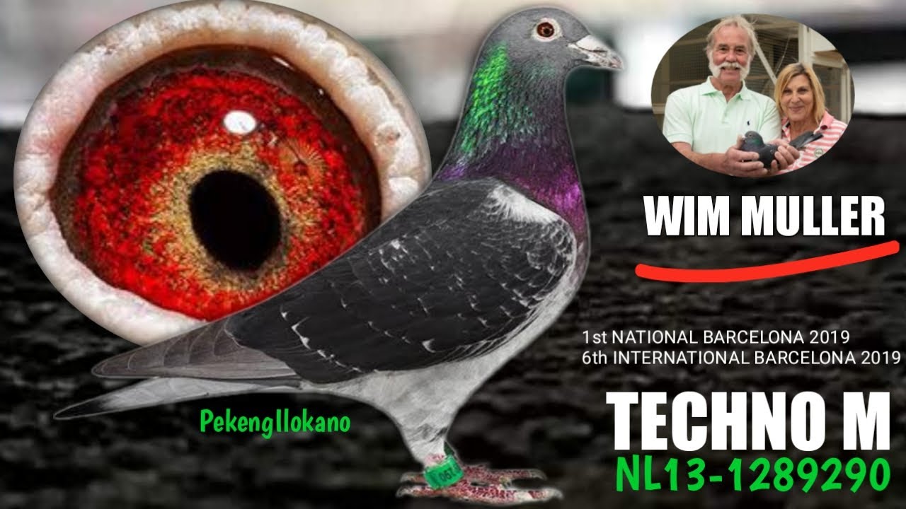 National & International Winner - WIM MULLER & SON - JanAardenPigeons