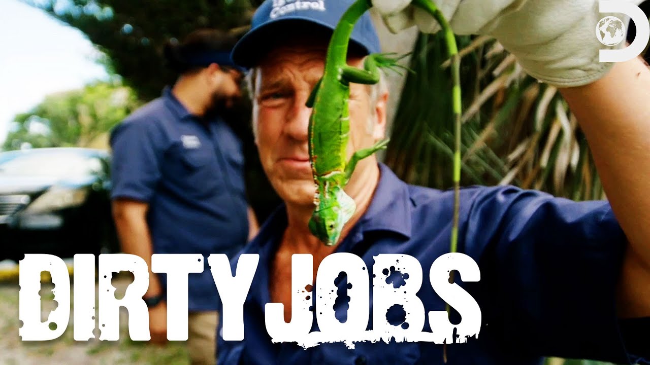 Mike Rowe's Makes Iguana Chum | Dirty Jobs | Discovery