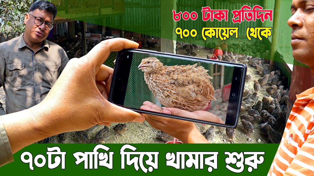 বয়লার মুরগি নয়, এবার কোয়েল পাখি পালন!  মাত্র ১ হাজার পাখিতে!