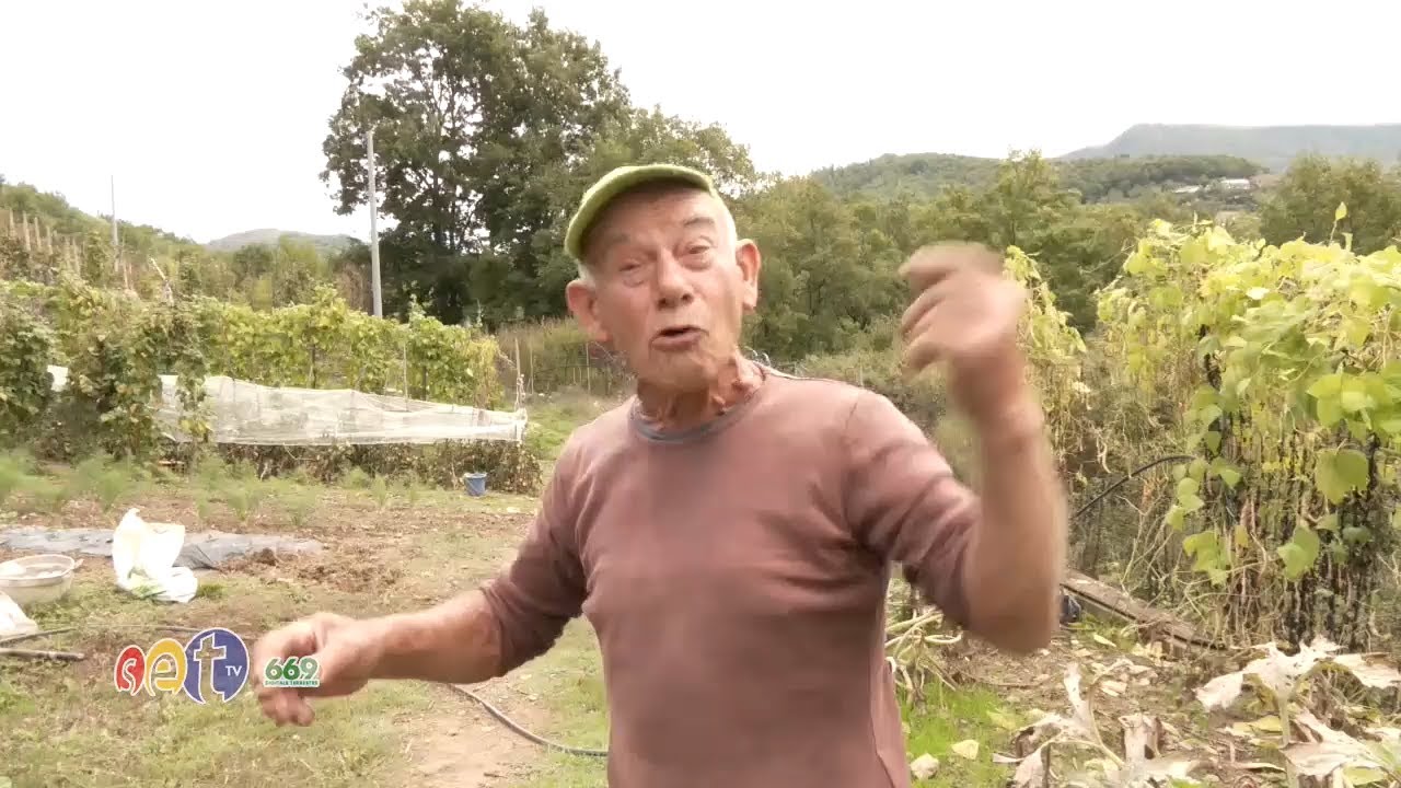 Emergenza cinghiali nel Cilento. Ascolta la rabbia di Angelo, agricoltore di Moio della Civitella