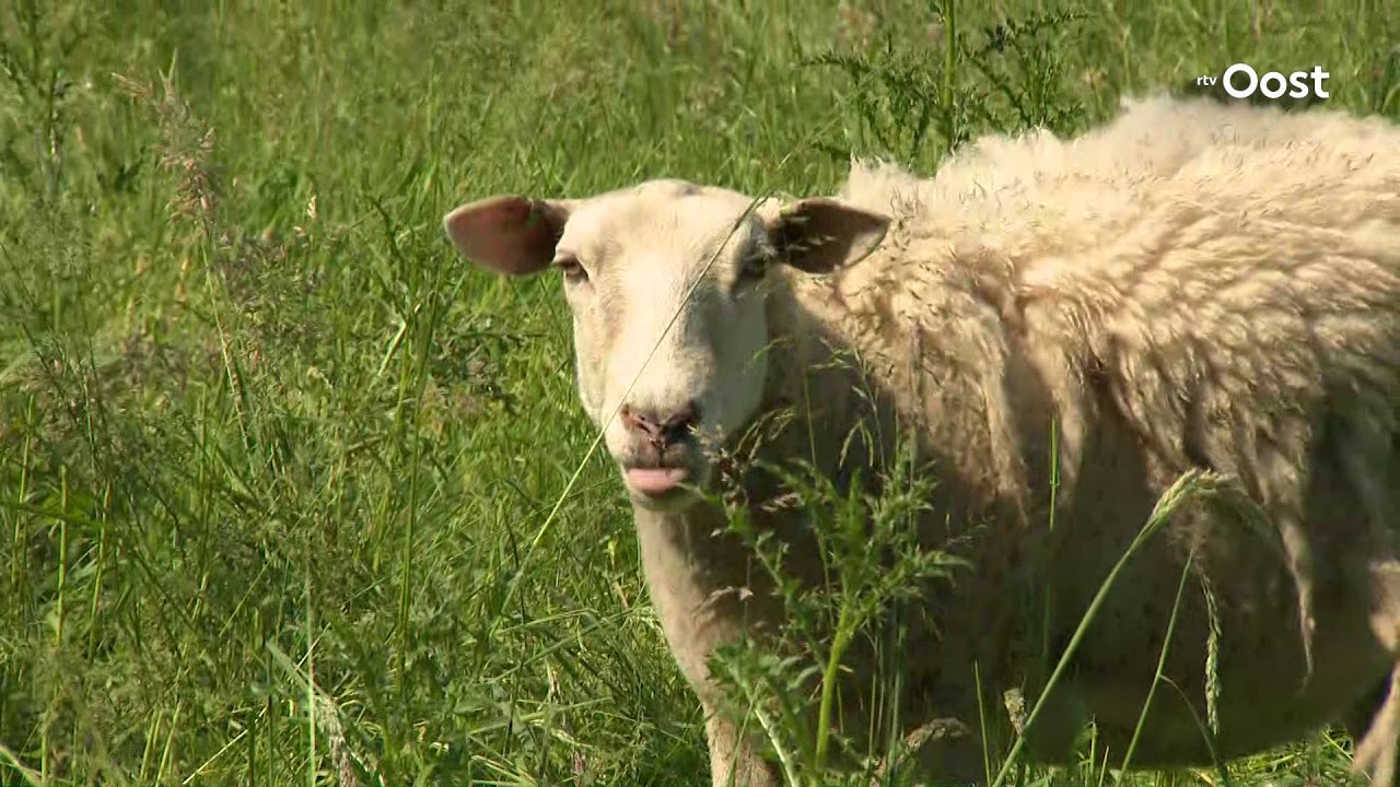 Expeditie Oost: Schaapsherder