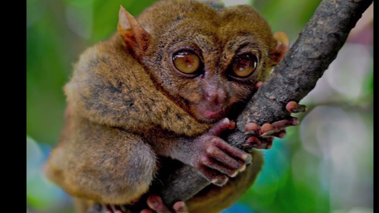 Top 10 Ugliest Animals on Earth
