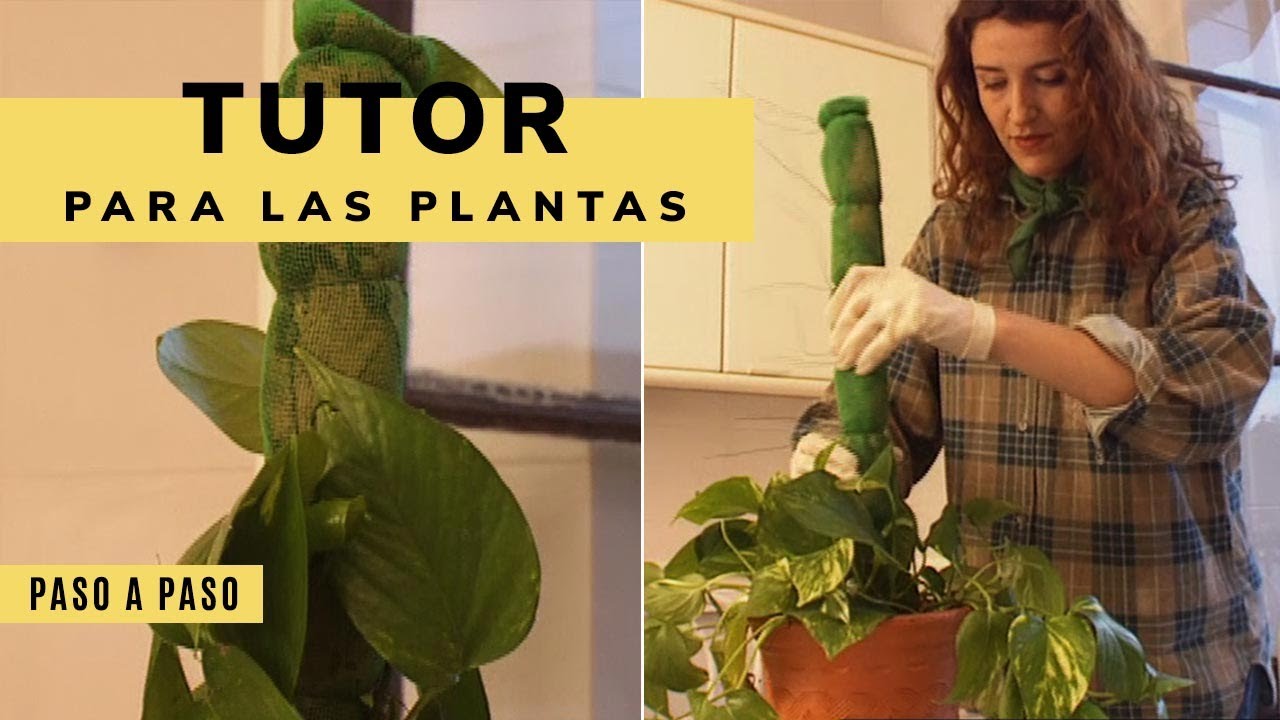 Cómo construir un tutor o guía para las plantas (muy fácil) - Bricomanía - Jardinatis